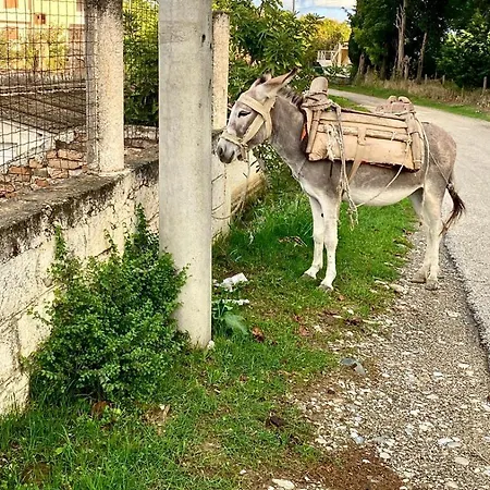 Bujtina Ismet Gjeli Appartement